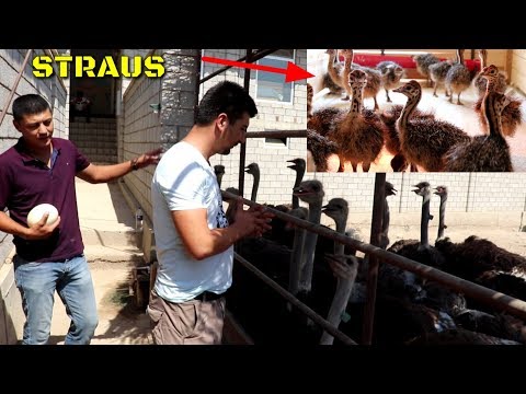 Видео: Уй Шароитида ТУЯҚУШ Боқиш БИЗНЕСИ  ЯНГИСИ