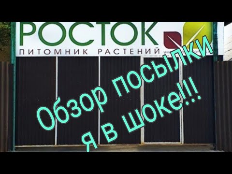 Видео: Обзор посылки из питомника "Росток" город Челябинск!!!