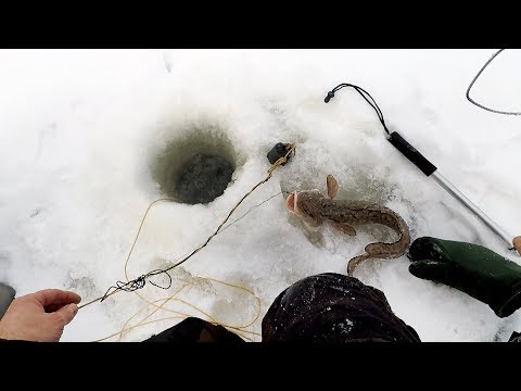 Видео: Зима! Проверка Поставушек на Налима! Рыбалка на Косынки, Протока Оби!