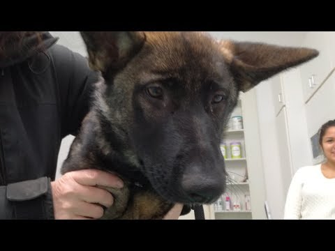 Видео: Как  сделать, чтобы собака не умерла от чумки!