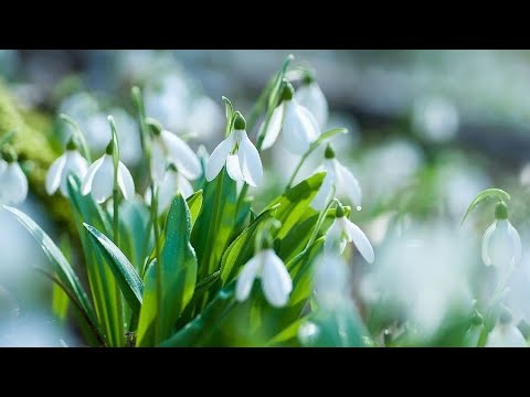 Видео: Малювання " Весняні первоцвіти. Підсніжники".(нетрадиційна техніка).