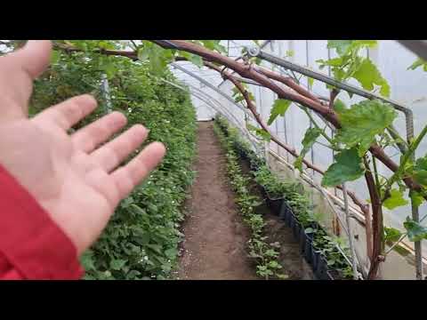 Видео: Как выращивать виноград🍇🍇🍇, просто о сложном.
