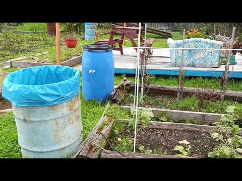 Видео: #дачные, #истории,#Снежница,#4сентября2025