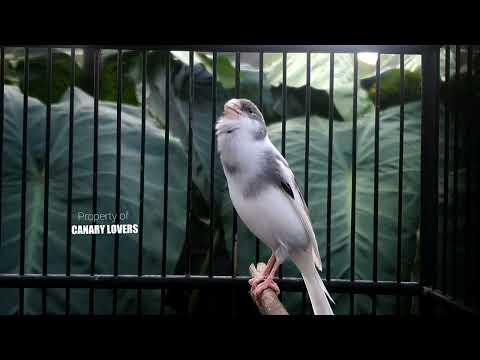 Видео: 10 | CUIT-CUIT❗ ПОЛНЫЙ ЭНЕРГИИ ❗❗Для дрессировки вашей молодой канарейки! #канарейка #мастеринг