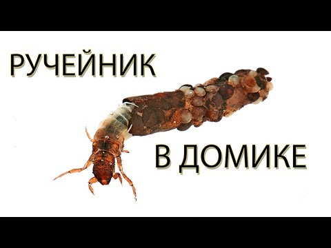 Видео: Ручейник в Домике. Как настоящий / Peeping Caddis