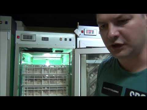 Видео: Проветривание и Охлаждение Инкубационных яиц при перегреве процесс инкубации  индюков хайбрид Канада