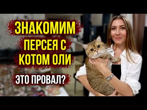 Видео: Мы Просто Хотели Познакомить Персея с котом Оли и ВОТ, что СЛУЧИЛОСЬ 😱 Подрались или Подружились?