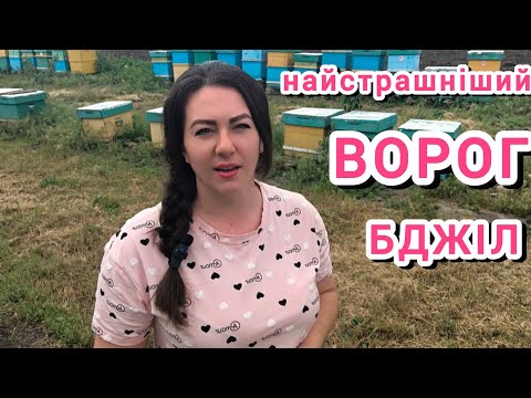 Видео: Чи потрібні проміжні обробки від кліща Варроа? Як швидко розмножується кліщ? Як та чим обробляємо ми