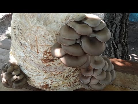 Видео: ВЫРАЩИВАНИЕ ГРИБОВ В ДОМАШНИХ УСЛОВИЯХ БЕЗ МИЦЕЛИЯ