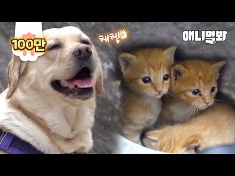 Видео: Кошки, Ставшие Поклонниками Спасителя