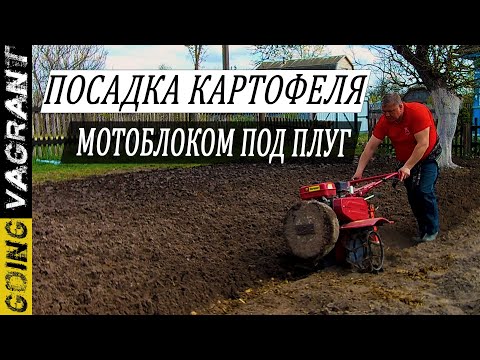 Видео: Посадка картофеля мотоблоком под плуг | Дедовский метод