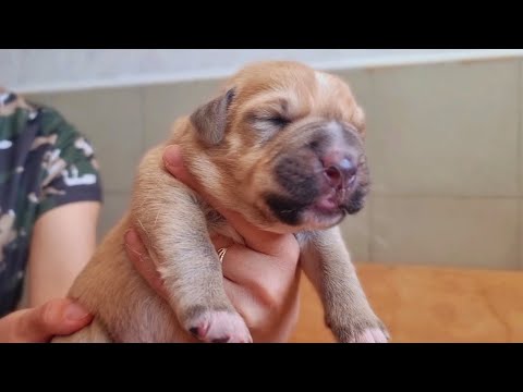 Видео: щенкам Алабая 5 дней.Помёт" Р"