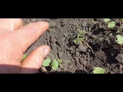 Видео: Підготовка ділянки в один рік. Сидерат фацелія і гречка