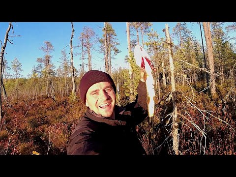 Видео: ГУСЬ НЕ ЛЕТИТ🪿 ПОЭТОМУ ВМЕСТО РУЖЬЯ СПИННИНГ! 🎣🎣🎣