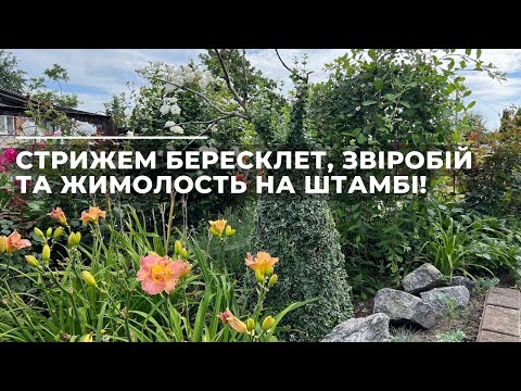 Видео: Стрижем бересклет, звіробій та жимолость на штамбі.