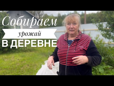 Видео: Собираем урожай с сыном || общаемся по душам 