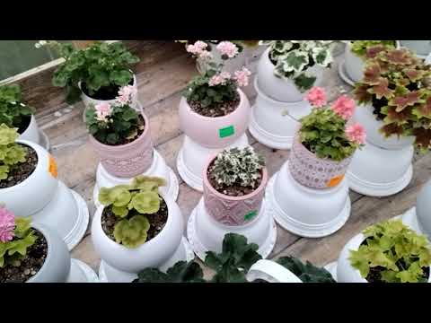 Видео: #205.ТОП 7 моих любимых пеларгоний!