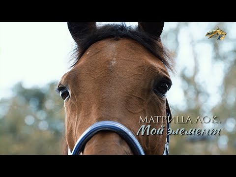 Видео: PRO_Лошадей. Матрица Лок. 11 сентября 2022 года. 16:40