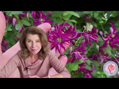 Видео: Чтобы черенковать клематисы, научитесь, сначала, их выращивать! Ватсап +79193271772