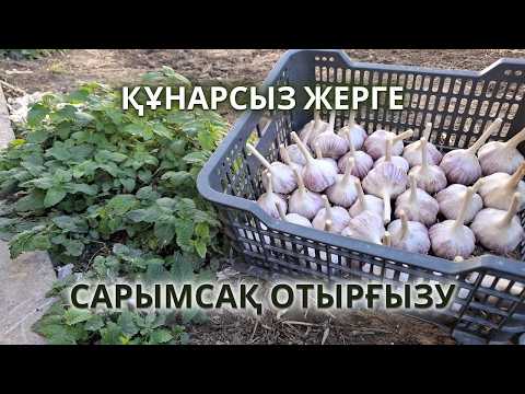 Видео: САРЫМСАҚТАН МОЛ ЖЕМІС АЛУ, дұрыс егу сырлары