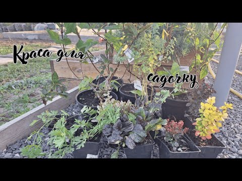 Видео: Розпаковка рослин від дендроферми Бережнюк.