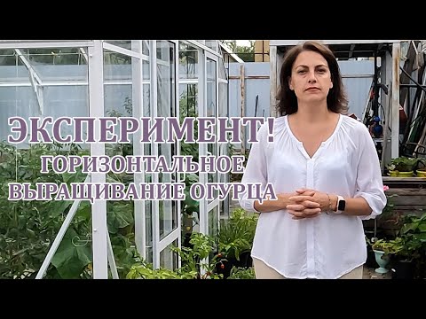 Видео: Эксперимент горизонтального выращивания огурца, рекордный урожай