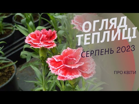 Видео: Готуємось до осіннього сезону. Огляд теплиці.