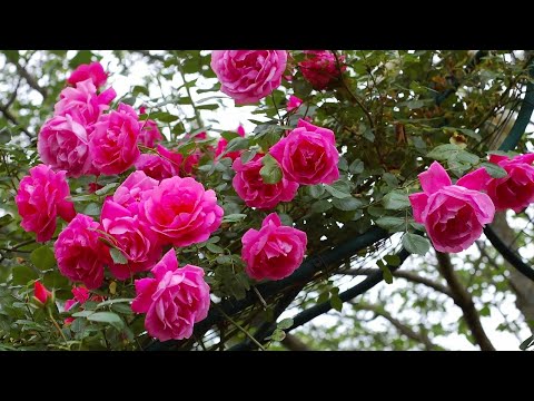 Видео: РОЗОВЫЕ КАСКАДЫ. ПЛЕТИСТЫЕ РОЗЫ. Rose Garden. Beautiful roses.