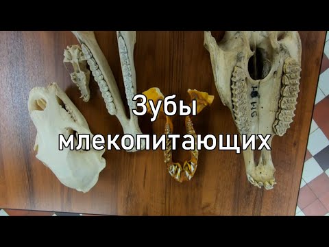 Видео: Вы это знали? Зубы млекопитающих.