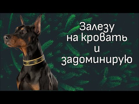 Видео: Просмотр видео с канала DogTrening.  Кинолог за 5 месяцев не научил добермана сидеть.