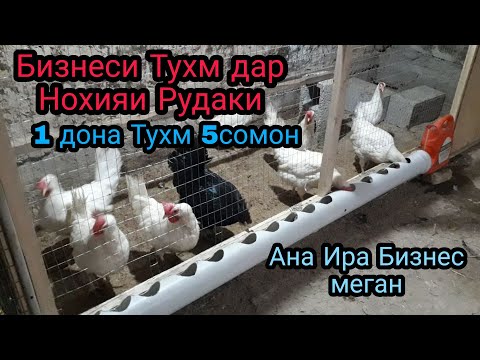 Видео: Бизнеси Тухм дар Н.Рудаки 400$ даромад фойда Душанбе Точикистон Мурги Декалб Уайт мургпарвари