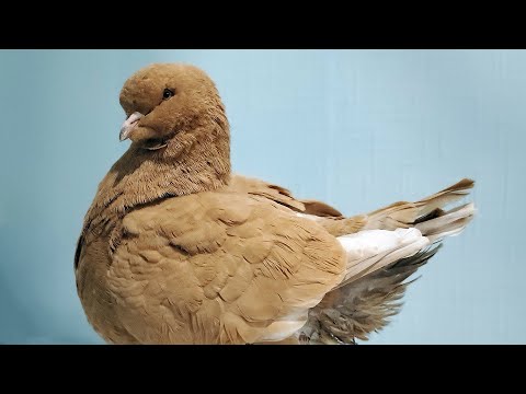 Видео: Голубь кинг крупным планом. Показываю и рассказываю о птице
