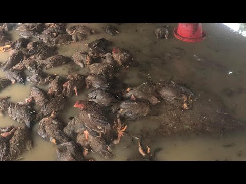 Видео: Восстановление фермы после сильного шторма - Птицеферма.
