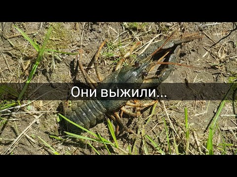 Видео: Ловим карася. Работы по участку. Привезли окна. Раки в пруду