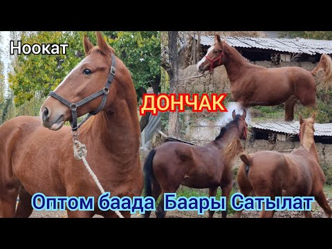 Видео: ДОНЧАК ТАЙЛАР  ОПТОМ БААДА   4  баш  Сатууга Чыкты Алганга Жетишип Калгыла