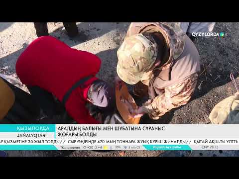 Видео: Аралдың балығы мен шұбатына сұраныс жоғары болды