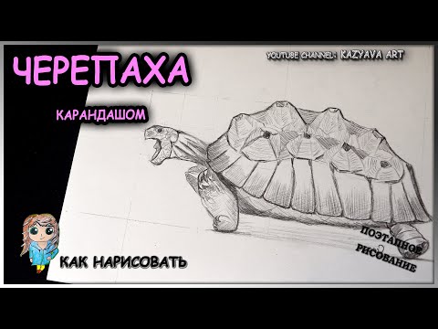 Видео: Как нарисовать ЧЕРЕПАХУ карандашом поэтапно. Мастер-класс