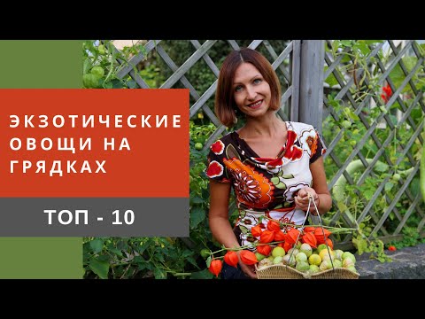 Видео: Необычные культуры для огорода, которые легко вырастить, они полезны и вкусны!