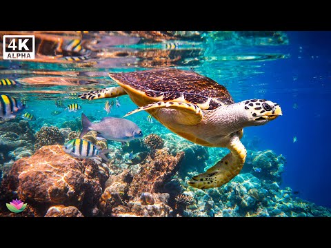 Видео: ВОССТАНОВЛЕНИЕ НЕРВНОЙ СИСТЕМЫ 🌿 Нежная музыка, успокаивает нервную систему и радует душу #relaxing