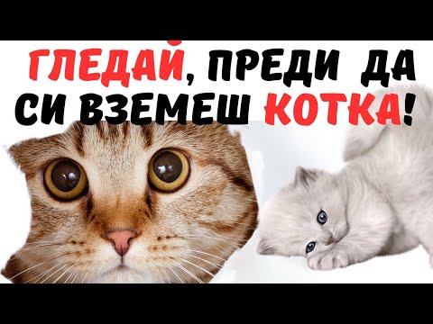 Видео: Какво трябва да знаете преди да си вземете котка? #cat