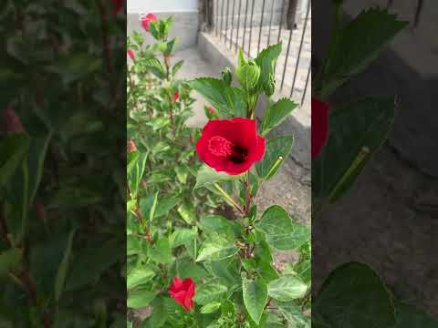 Видео:   ХАР КУНИМИЗ ХАЙРЛИ ИН ШАА АЛЛОХ 😊🌺💦