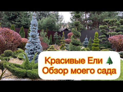 Видео: Красивые Ели 🌲 Обзор моего сада. Сравнение разных поставщиков.