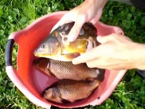 Видео: Карпы в бесхозном пруду - секретный эксперимент (1 часть)