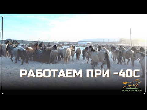 Видео: Ранчо на Урале. Перегнали табун лошадей в хозяйство/ Мороз жгёт но работать надо/ Будни фермера