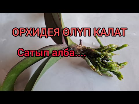 Видео: #Орхидея.  Өстүрүү.  Көбөйтүү.(Орхидея уход)