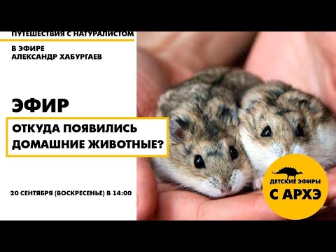 Видео: Детский эфир "Откуда появились домашние животные? Часть вторая" рубрики "Путешествия с натуралистом"