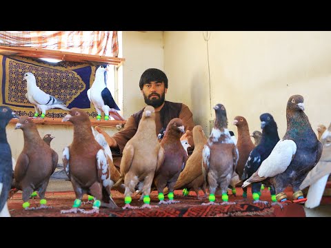 Видео: Продажа голубей Камари Доман в туре Сейед Фазал || Гарантированные голуби || Драгоценные голуби н...