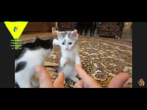 Видео: Телеканал Семён любит Малыш и Юги