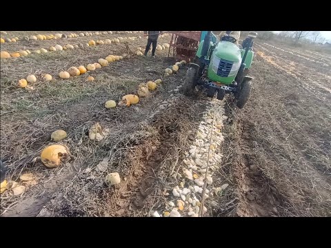 Видео: Тягаємо гарбузового комбайна в 2 трактора, важкий сезон! Шифенг 354 і DW 244