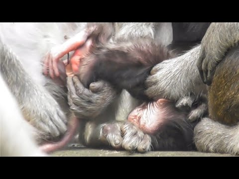 Видео: Беспомощный маленький ребенок [Маленькая новорожденная обезьяна], часть: 1 #tuabangmonkey
